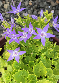 Campanula garganica 'Dickson's Gold'